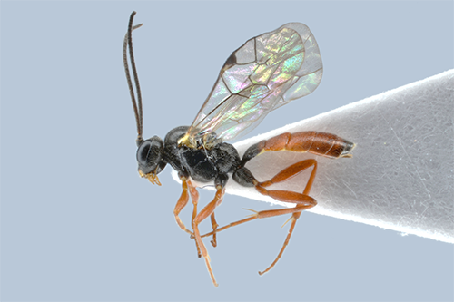 Trematopygus melanocerus